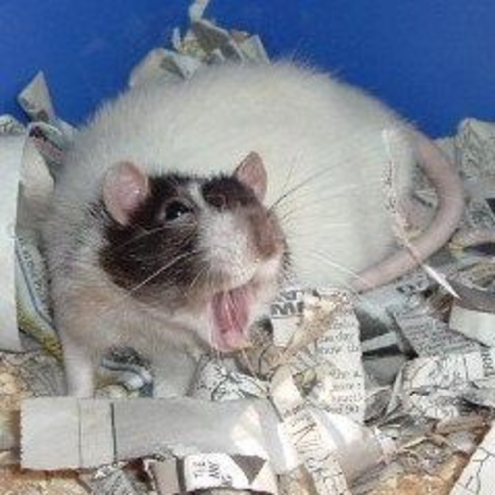 Meet your Posher, Silvia